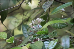 Ixora nigricans